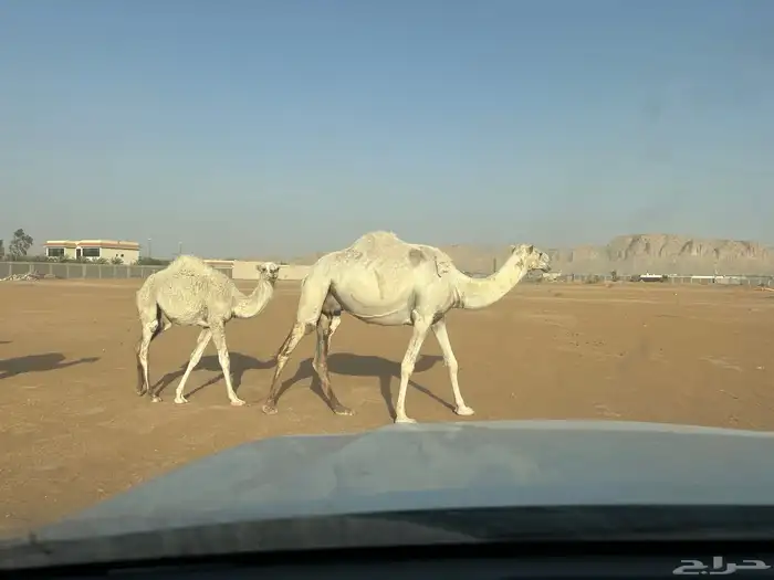عشرا للبيع 2