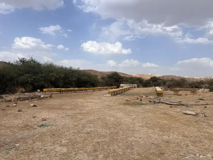 نحل بلدي 1