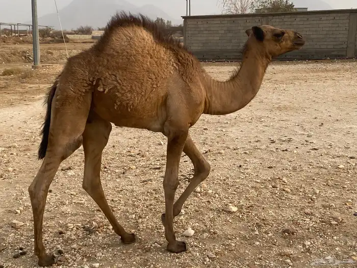 قعود للبيع مشروط 0