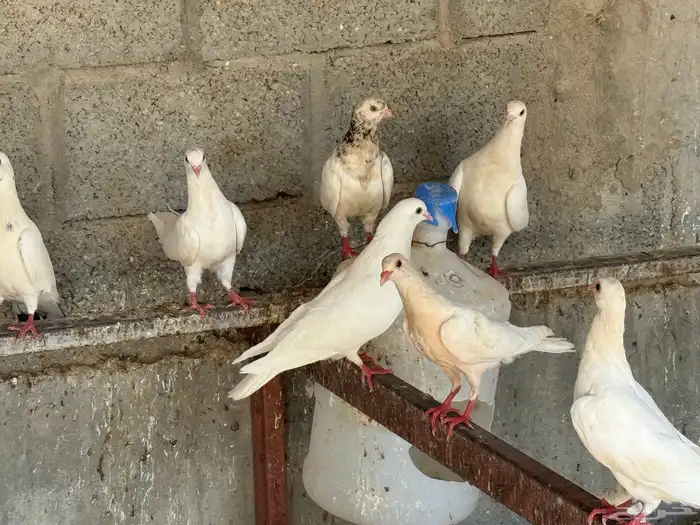 حمام شتري باكستاني 7