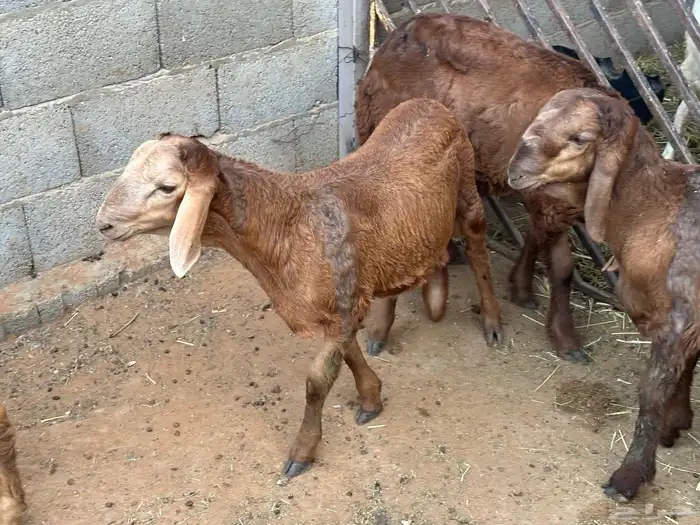 سواكني حمري مرآبي 7