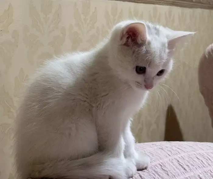 قطه للبيع 0