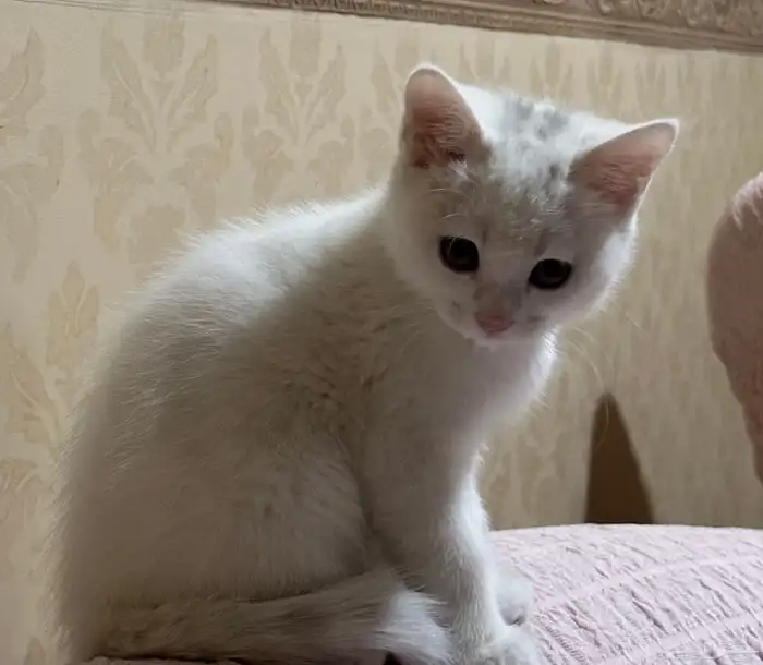 قطه للبيع 2