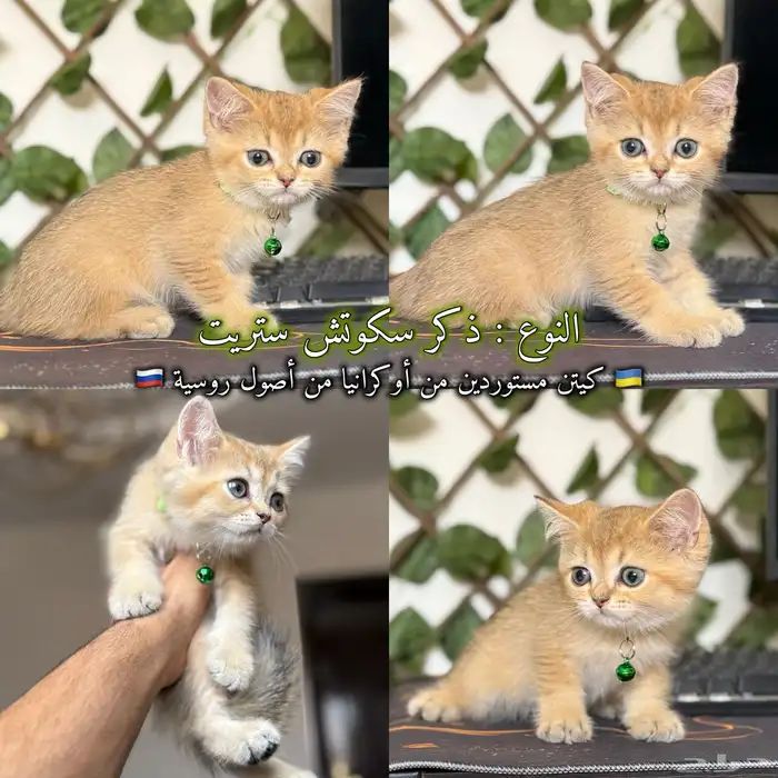 قطط سكوتش مستوردين من أوكرانيا من أصول روسية جامبو 4