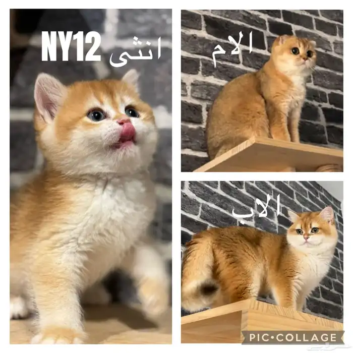 للبيع سكوتش مسجلين بمنظمة العالمية للقطط 1