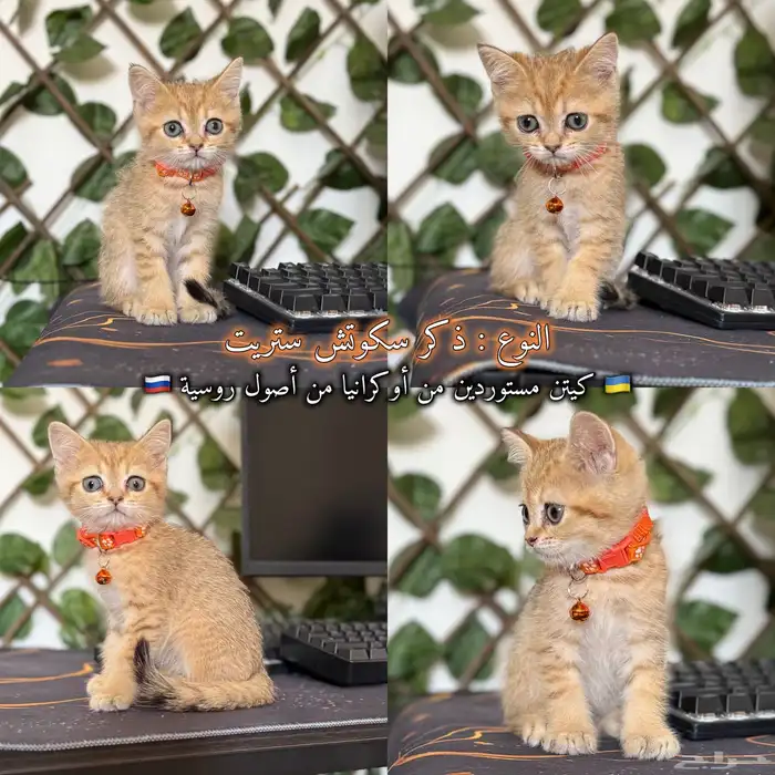قطط سكوتش مستوردين من أوكرانيا من أصول روسية جامبو 3