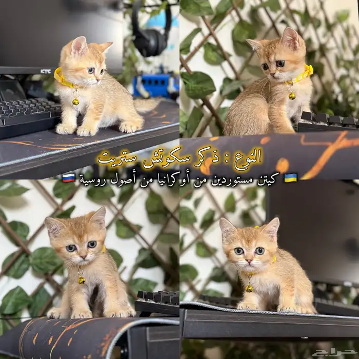 قطط سكوتش مستوردين من أوكرانيا من أصول روسية جامبو 4