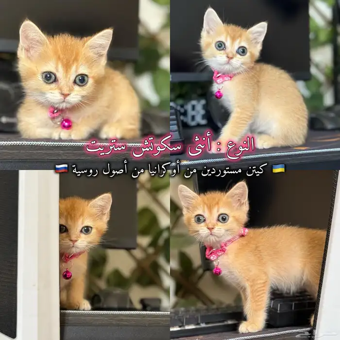 قطط سكوتش مستوردين من أوكرانيا من أصول روسية جامبو 2