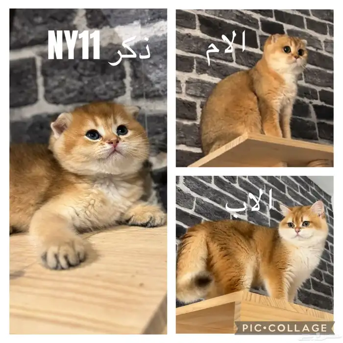 للبيع سكوتش مسجلين بمنظمة العالمية للقطط 2
