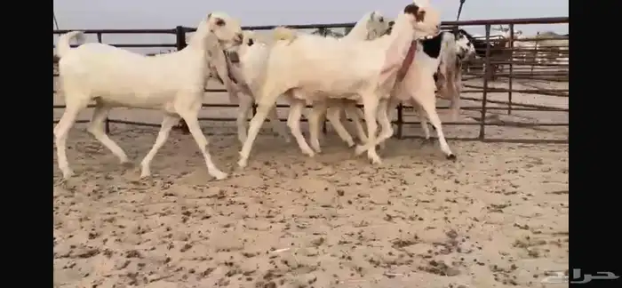 للبيع 5 جذعات نوادر 4