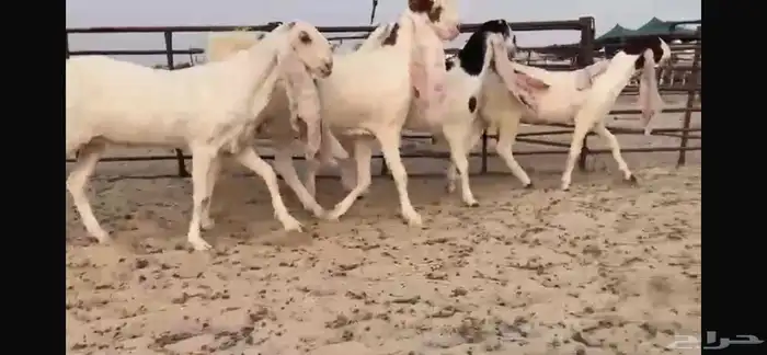 للبيع 5 جذعات نوادر 3
