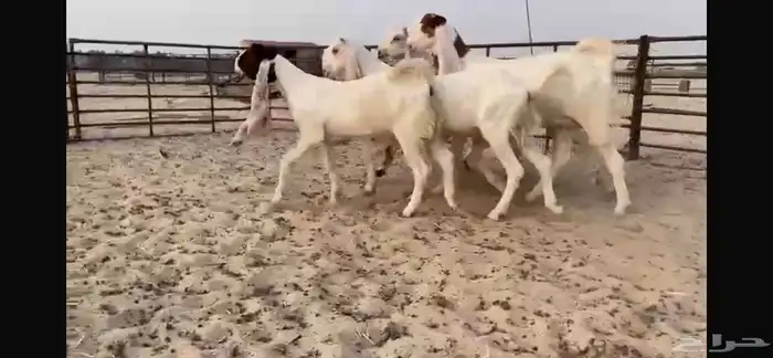 للبيع 5 جذعات نوادر 1