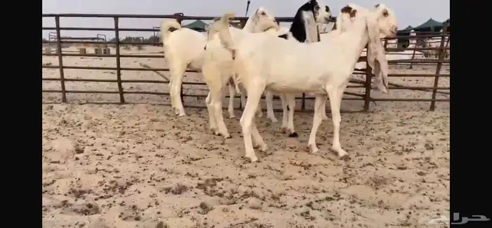 للبيع 5 جذعات نوادر 9