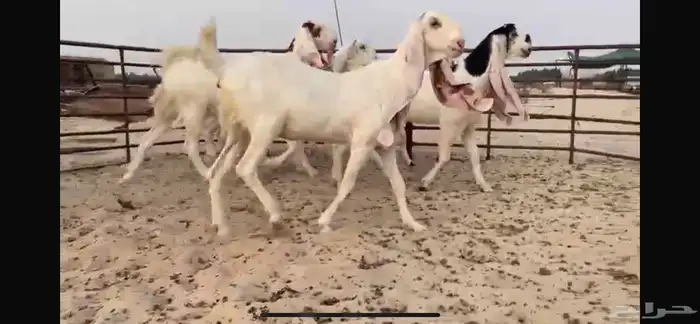 للبيع 5 جذعات نوادر 11