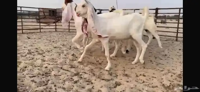 للبيع 5 جذعات نوادر 8