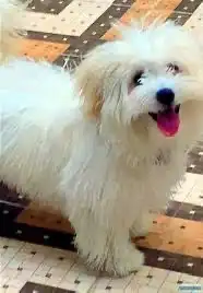 فندقة واستضافة كلاب و قططhappy dog kennel 2