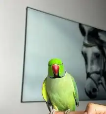 مفقود بالنظيم طير دره هندي 0