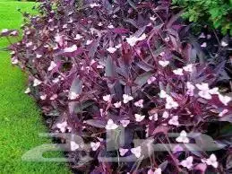 تنسيق الحدائق وشبكات الري وبيع الشتلات والأشجار 2