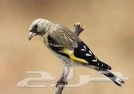 فرخ حسون سوري 0