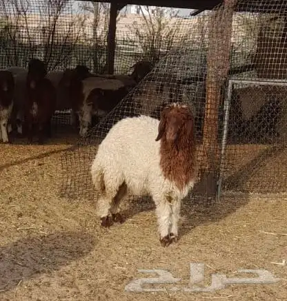 نعيمي هرفي 1
