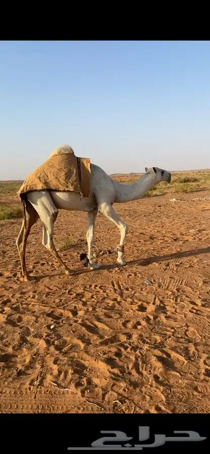 قعود كفو 2