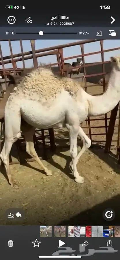قعودين كفو للبيع 0