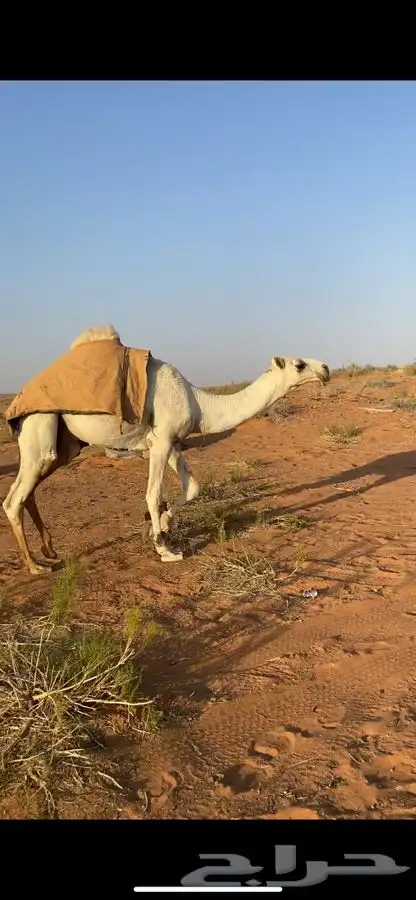 قعود كفو 1