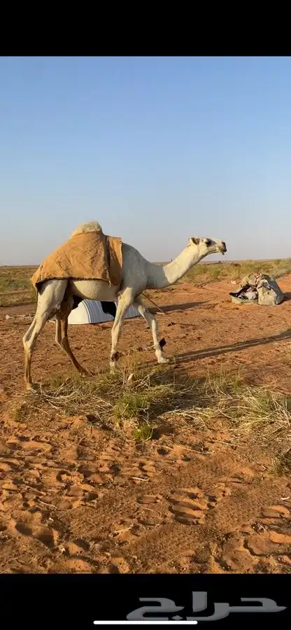 قعود كفو 0