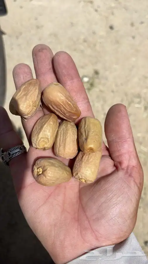بديرة بيشه حبه طيبه 1