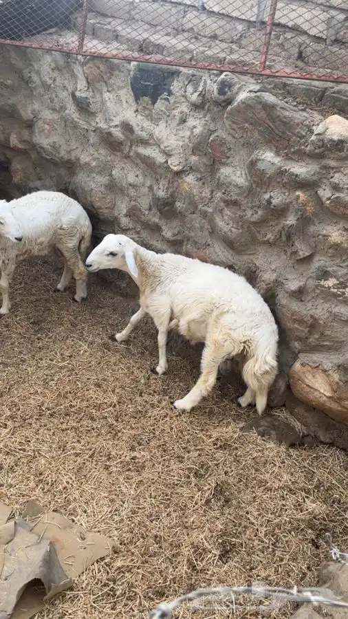 طليان للبيع 1
