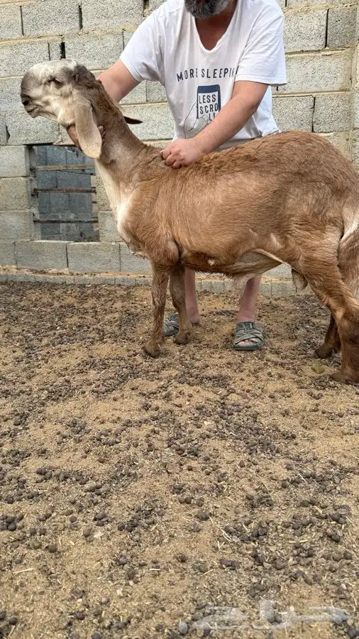طلي مشروع فحل 2