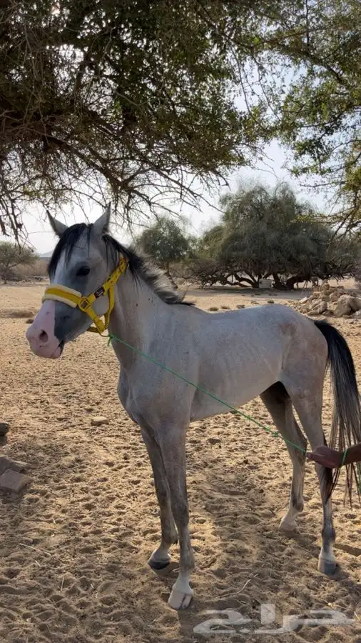 خيل عربى للبيع 4
