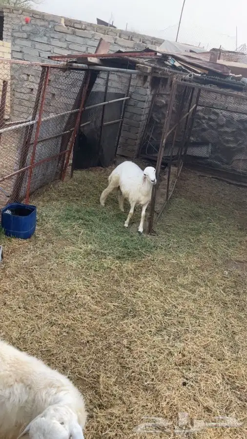 طليان للبيع 2
