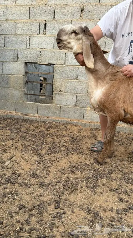 طلي مشروع فحل 0