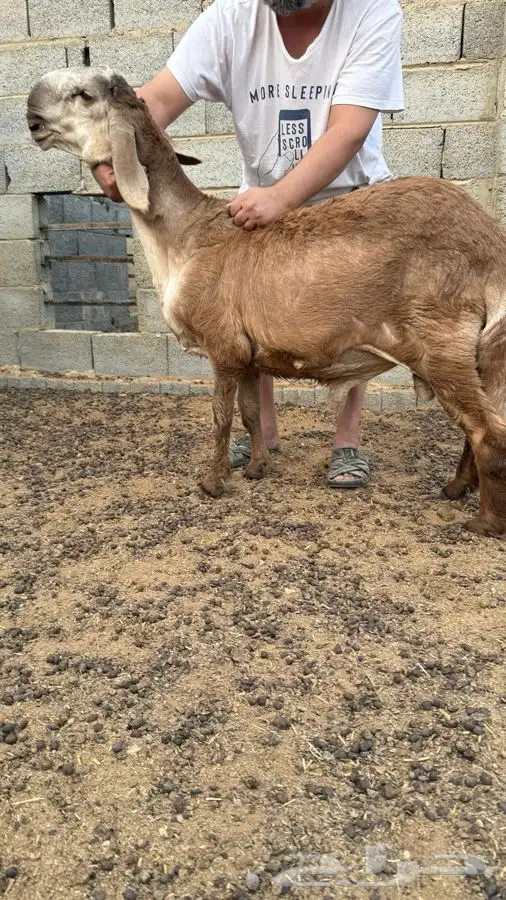 طلي مشروع فحل 1