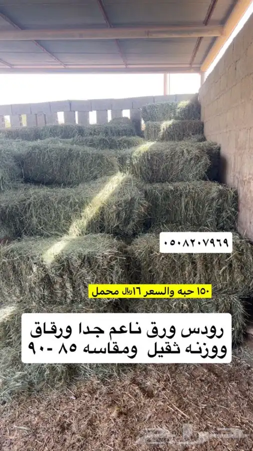تبن برا ورودس ناعمه وشدها طيب 1