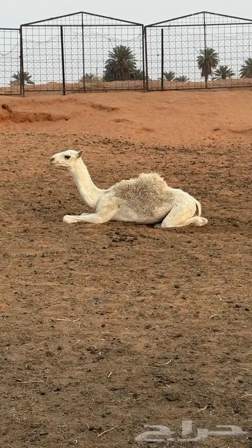 بكرة للبيع 1