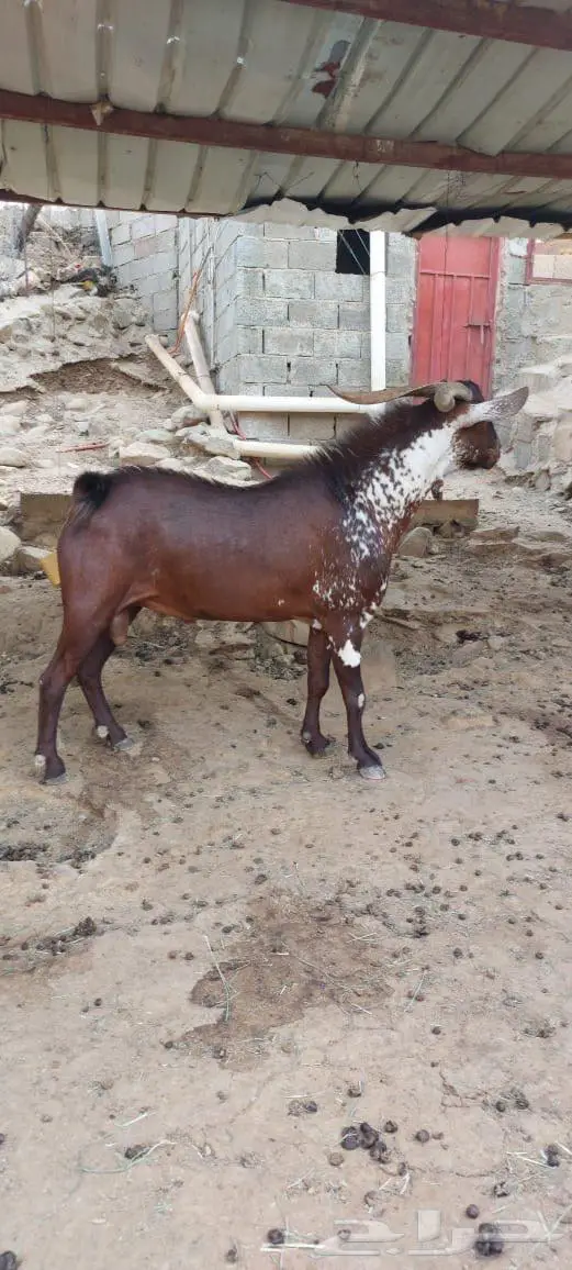 تيس فحل ادهم ادبس اوشح محايلي اصيل 0