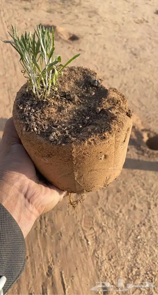 بذور عرفج للبيع 3