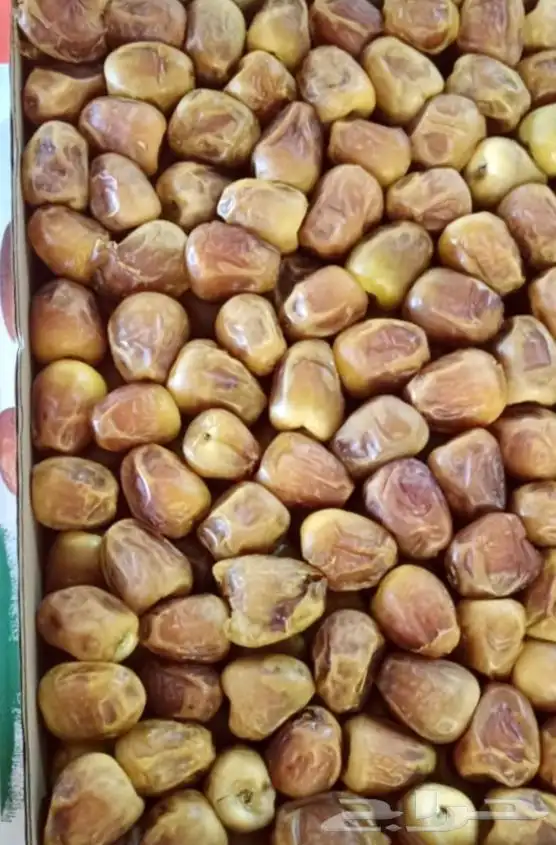 تمر رطب للبيع 3 كيلو وجلكسي من المزرعه 0