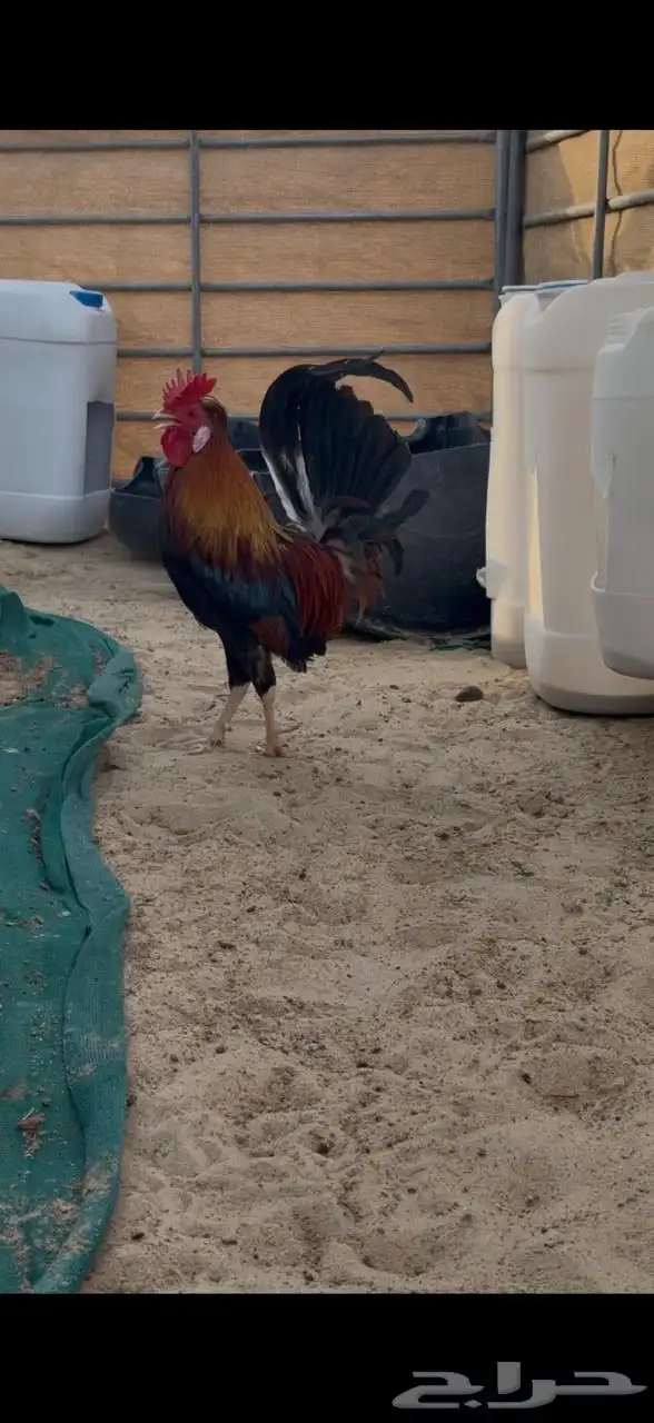 للبيع ديك ترثه 0