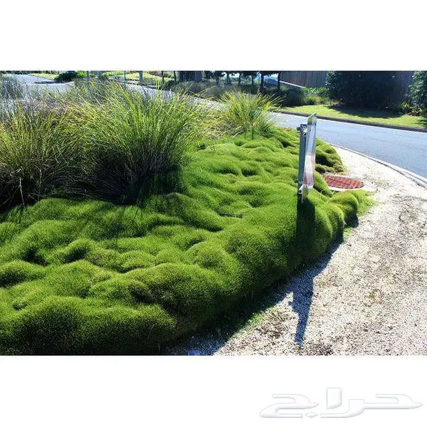 تنسيق الحدائق وشبكات الري وبيع الشتلات والأشجار 5