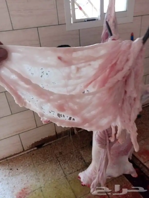 ذبايح طريق الملك عبدالله يوجد ذبح وتوصيل 8