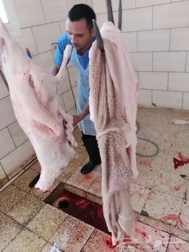 ذبايح طريق الملك عبدالله يوجد ذبح وتوصيل 7