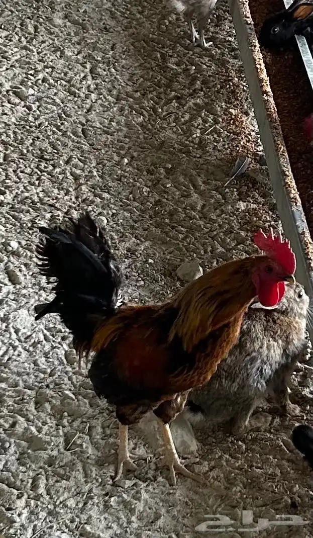 دجاج للبيع الموقع النماص 3