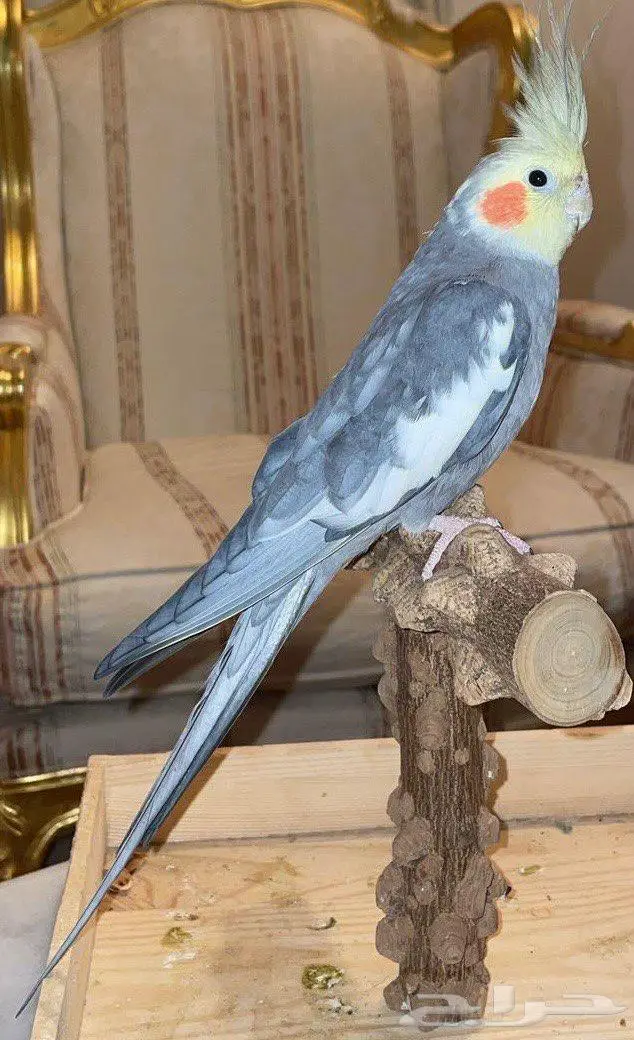 ببغاء كروان 0
