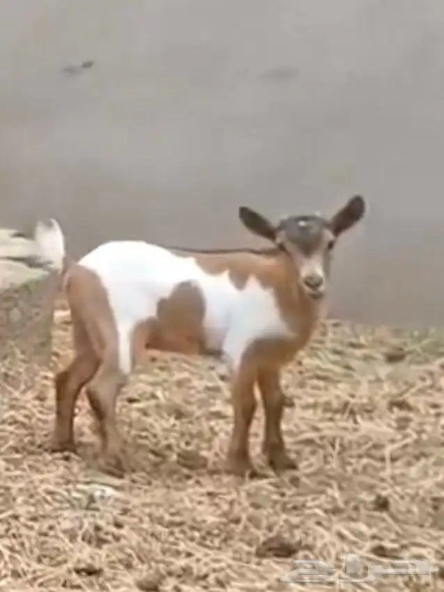 جفره قزميه 5