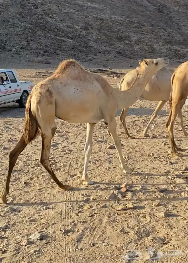 بنت سوداني امها منتج وأختها منتج 0