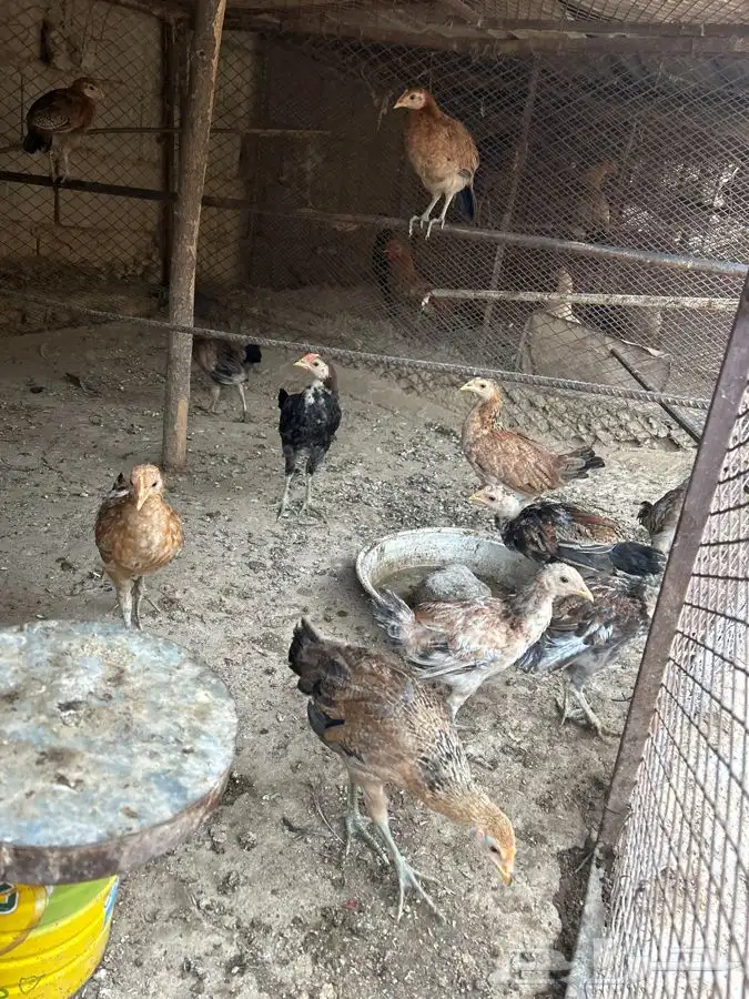 فراريج 1