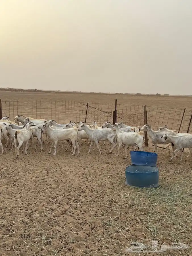 معزا مقاني 2